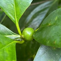 Timonius flavescens (Jacq.) Baker
